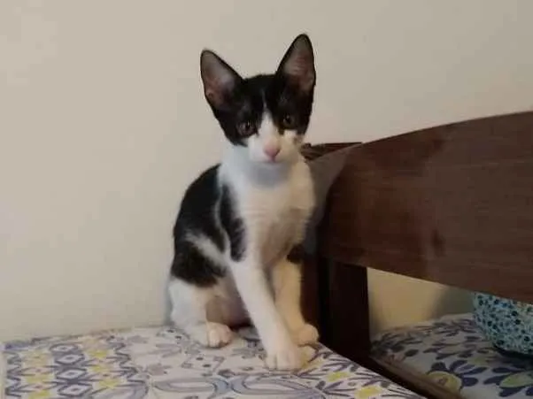 Gato ra a srd idade 2 a 6 meses nome à escolher