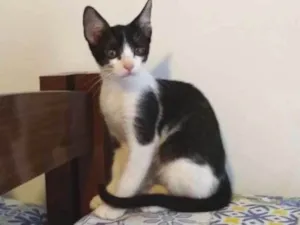 Gato raça srd idade 2 a 6 meses nome à escolher