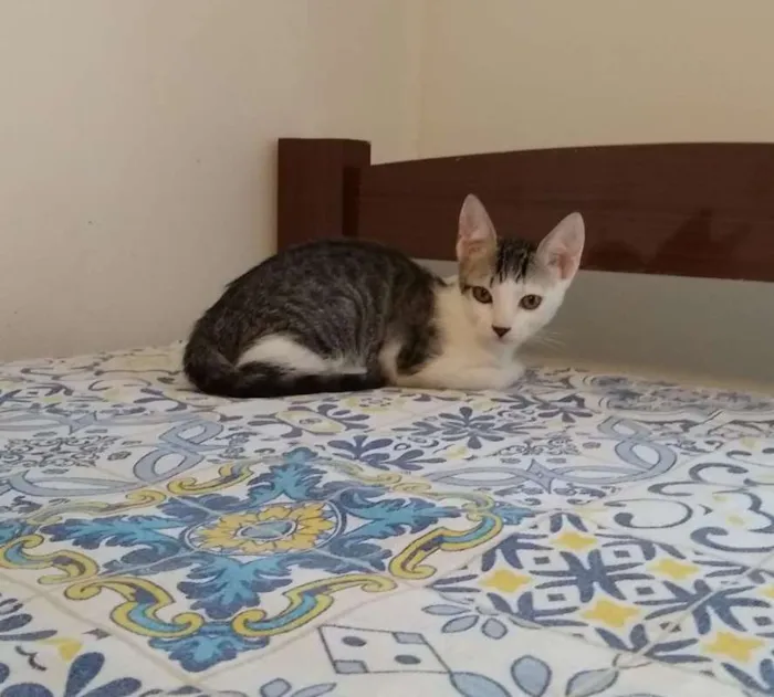 Gato ra a SRD idade 2 a 6 meses nome à escolher