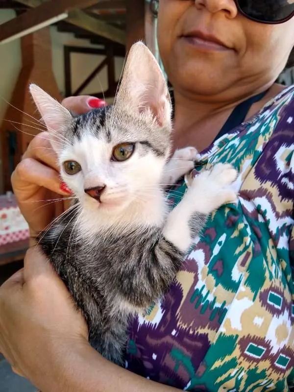 Gato ra a SRD idade 2 a 6 meses nome à escolher