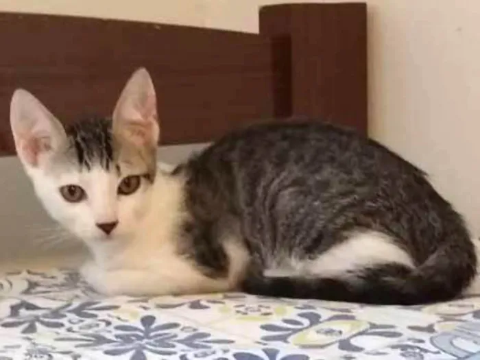 Gato ra a SRD idade 2 a 6 meses nome à escolher