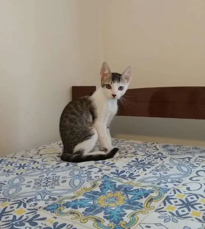 Gato ra a SRD idade 2 a 6 meses nome à escolher
