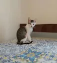 à escolher