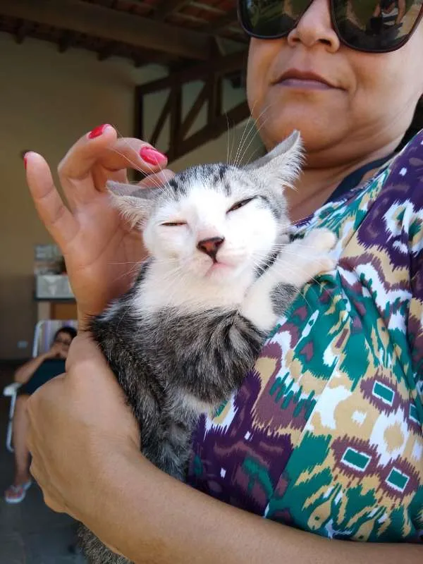 Gato ra a SRD idade 2 a 6 meses nome à escolher
