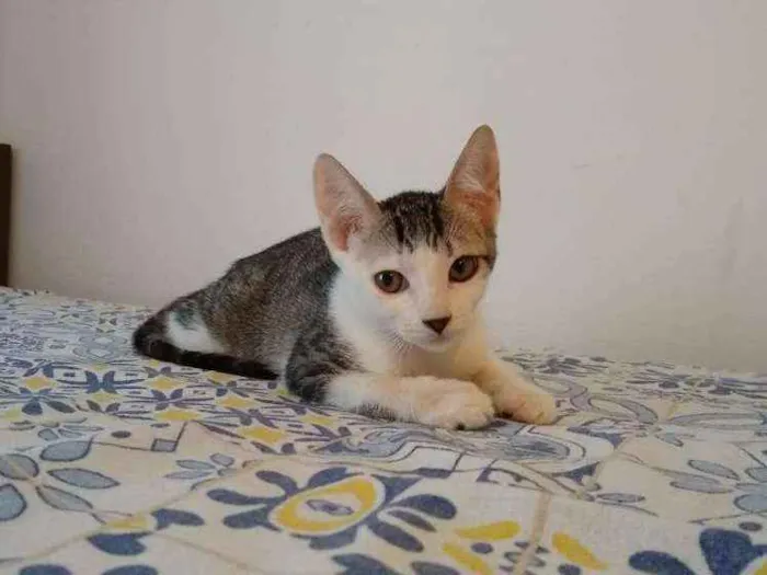 Gato ra a SRD idade 2 a 6 meses nome à escolher