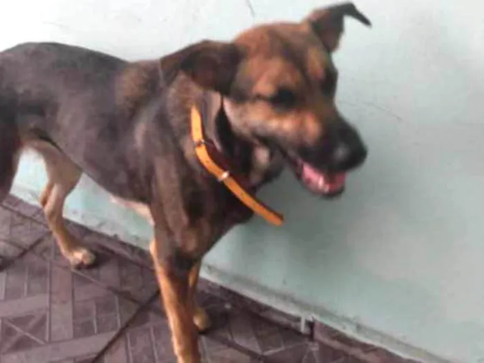 Cachorro ra a Vira lata idade 2 anos nome Paçoca 