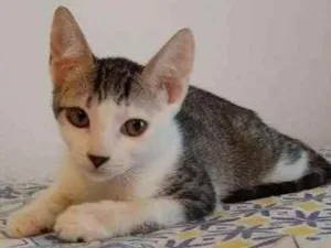 Gato raça SRD idade 2 a 6 meses nome à escolher