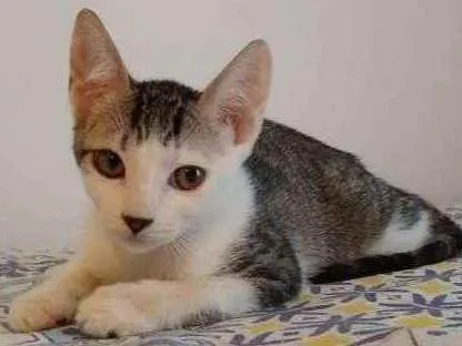 Gato ra a SRD idade 2 a 6 meses nome à escolher