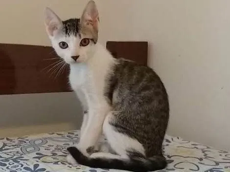 Gato ra a SRD idade 2 a 6 meses nome à escolher