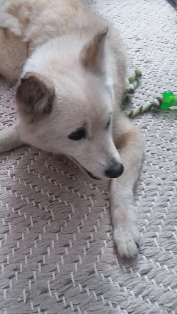 Cachorro ra a Akita idade 6 ou mais anos nome Encontrada