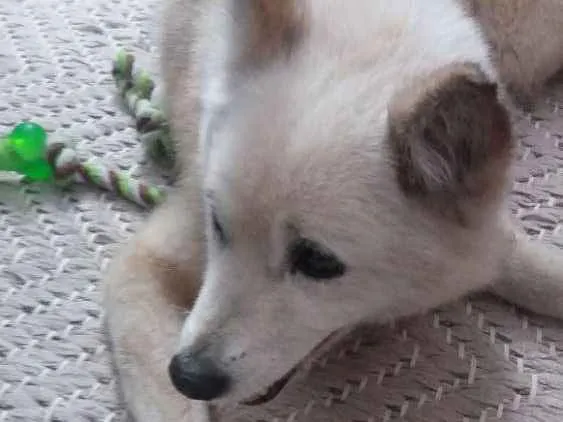 Cachorro ra a Akita idade 6 ou mais anos nome Encontrada