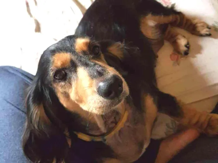 Cachorro ra a Basset idade 6 ou mais anos nome Susi