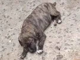 Cachorro ra a ND idade 2 a 6 meses nome Filhotes