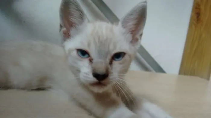 Gato ra a  idade 2 a 6 meses nome SEM NOME