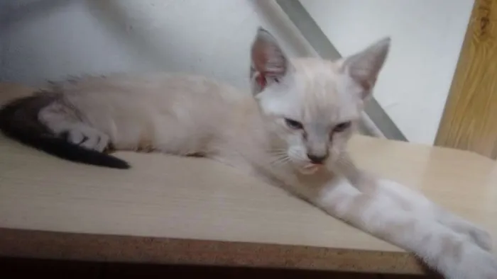 Gato ra a  idade 2 a 6 meses nome SEM NOME