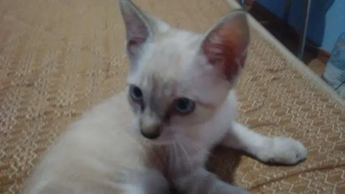 Gato ra a  idade 2 a 6 meses nome SEM NOME