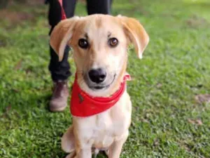 Cachorro raça Srd idade 7 a 11 meses nome Polaco