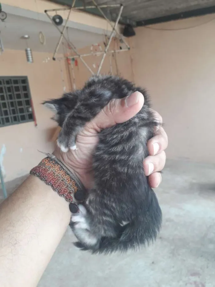 Gato ra a srd idade Abaixo de 2 meses nome filhote