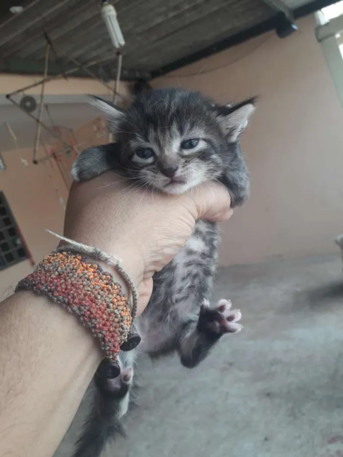 Gato ra a srd idade Abaixo de 2 meses nome filhote