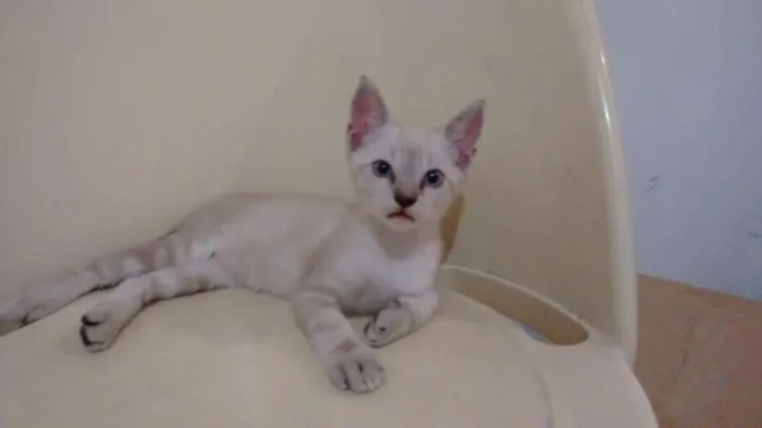 Gato ra a  idade 2 a 6 meses nome SEM NOME