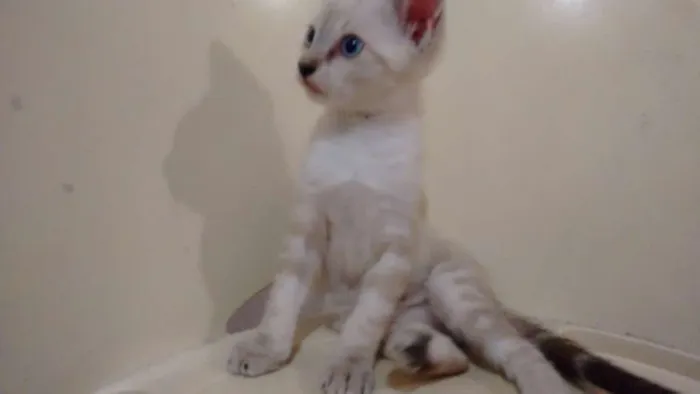 Gato ra a  idade 2 a 6 meses nome SEM NOME