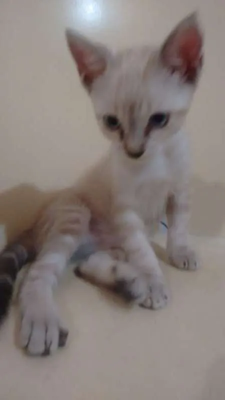 Gato ra a  idade 2 a 6 meses nome SEM NOME