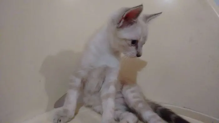 Gato ra a  idade 2 a 6 meses nome SEM NOME
