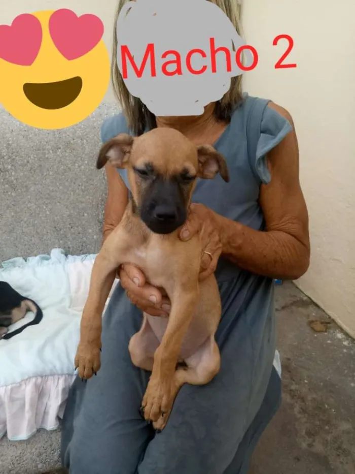 Cachorro ra a Não definida idade 2 a 6 meses nome Filhotinhos