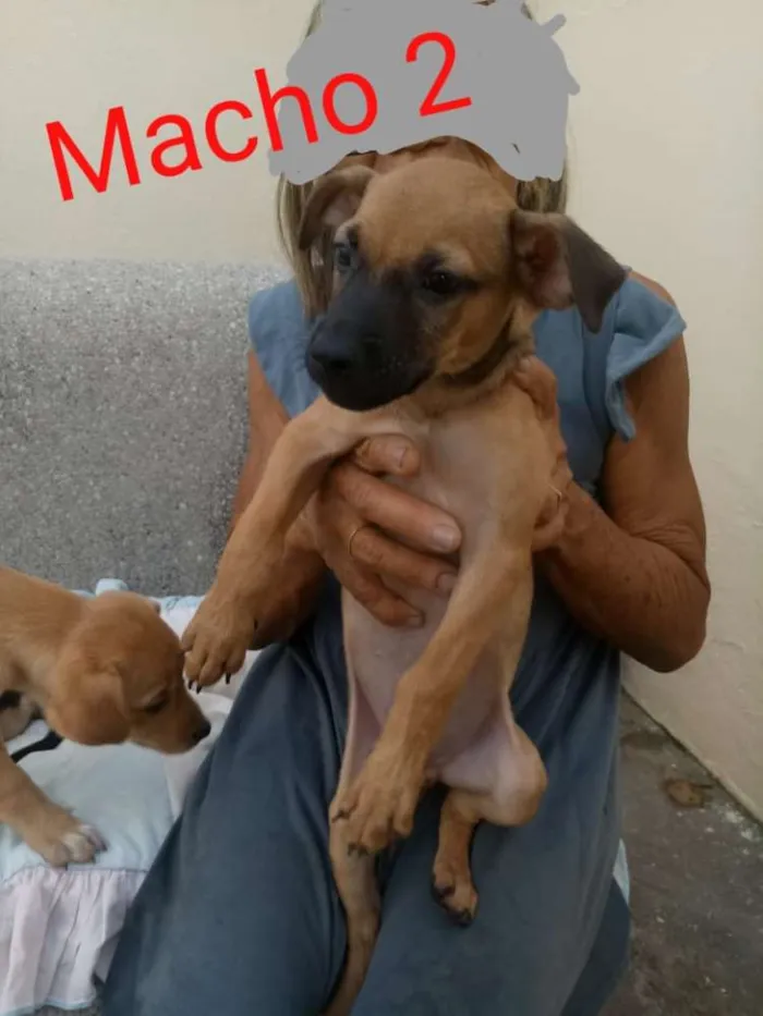 Cachorro ra a Não definida idade 2 a 6 meses nome Filhotinhos