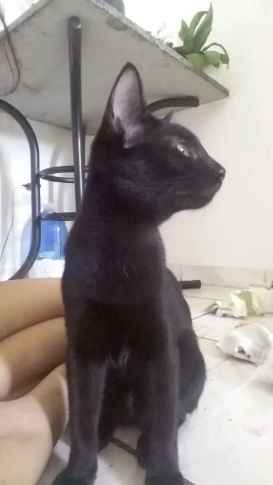 Gato ra a  idade 2 a 6 meses nome Ainda não definido