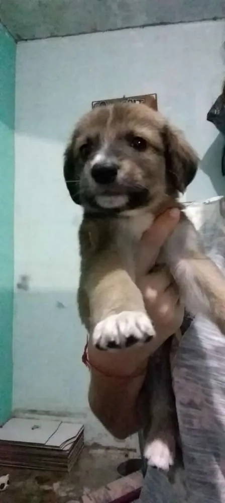Cachorro ra a Mestiço idade Abaixo de 2 meses nome Sem nome