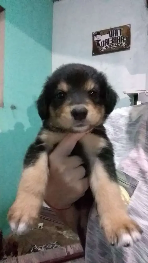 Cachorro ra a Mestiço idade Abaixo de 2 meses nome Sem nome