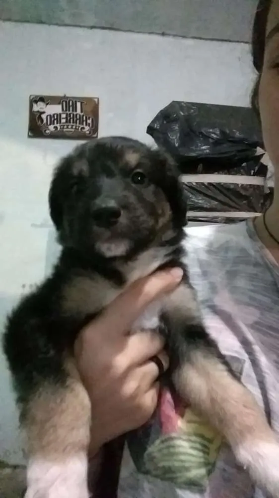 Cachorro ra a Mestiço idade Abaixo de 2 meses nome Sem nome