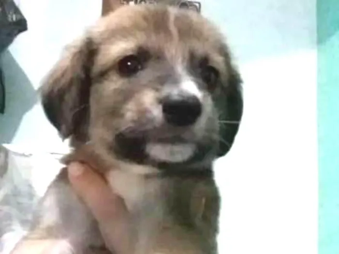 Cachorro ra a Mestiço idade Abaixo de 2 meses nome Sem nome