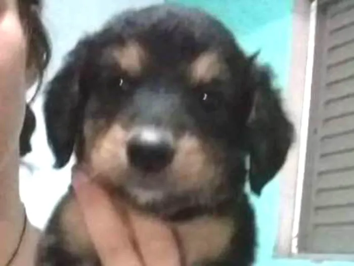 Cachorro ra a Mestiço idade Abaixo de 2 meses nome Sem nome