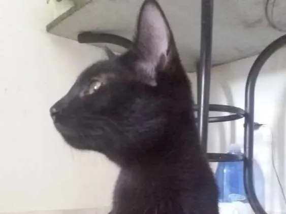 Gato ra a  idade 2 a 6 meses nome Ainda não definido