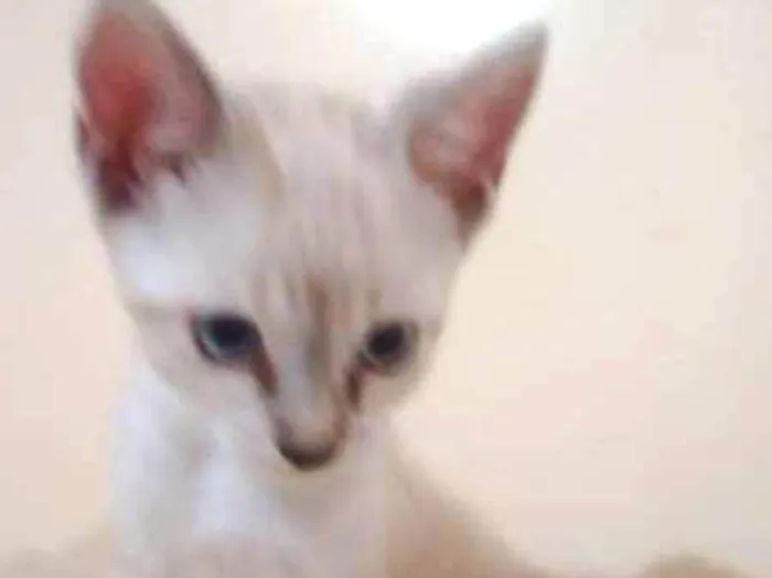 Gato ra a  idade 2 a 6 meses nome SEM NOME