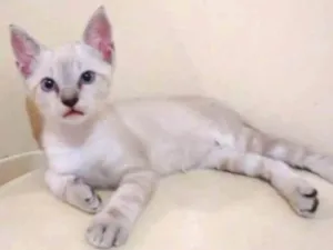 Gato raça  idade 2 a 6 meses nome SEM NOME