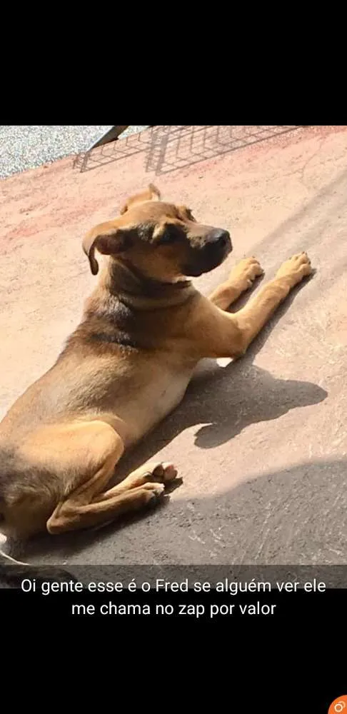 Cachorro ra a Vira-lata  idade 2 a 6 meses nome Fred 