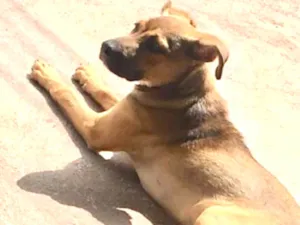Cachorro raça Vira-lata  idade 2 a 6 meses nome Fred 