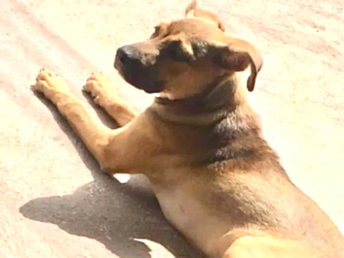 Cachorro ra a Vira-lata  idade 2 a 6 meses nome Fred 