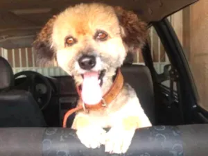 Cachorro raça Srd idade 3 anos nome Cadu
