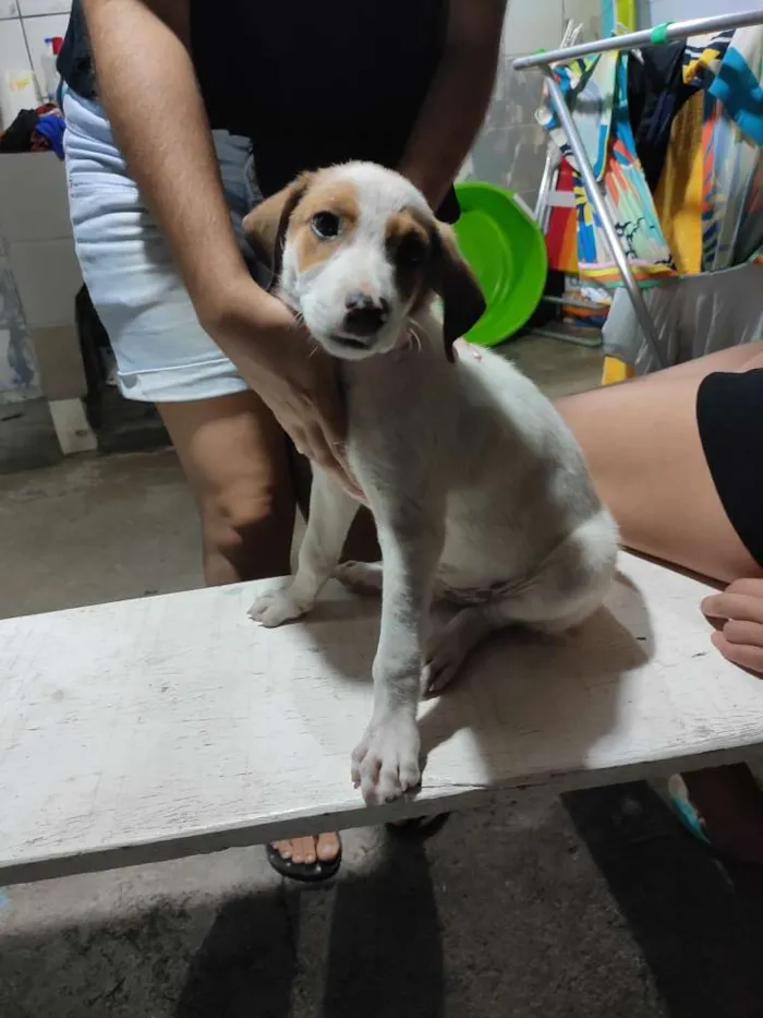 Cachorro ra a sem raça idade Abaixo de 2 meses nome sem nome