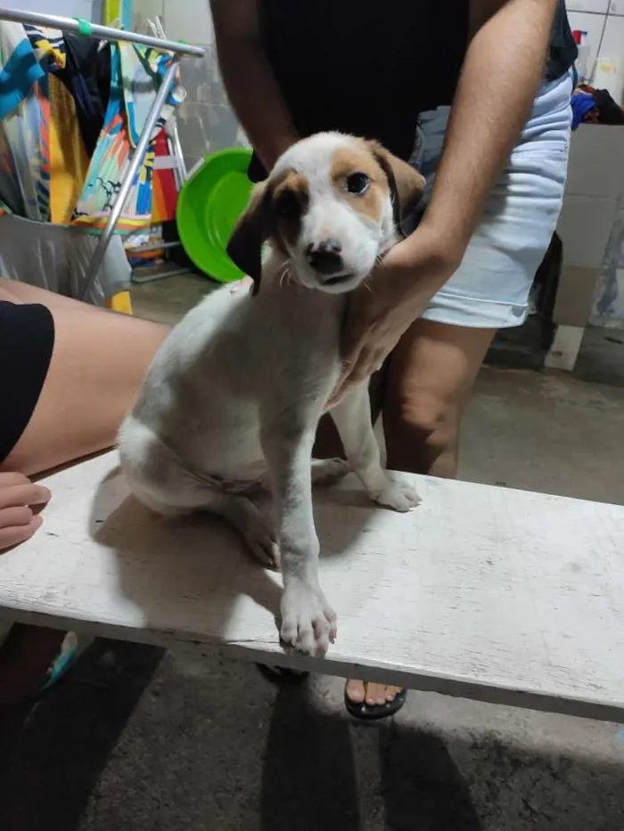 Cachorro ra a sem raça idade Abaixo de 2 meses nome sem nome