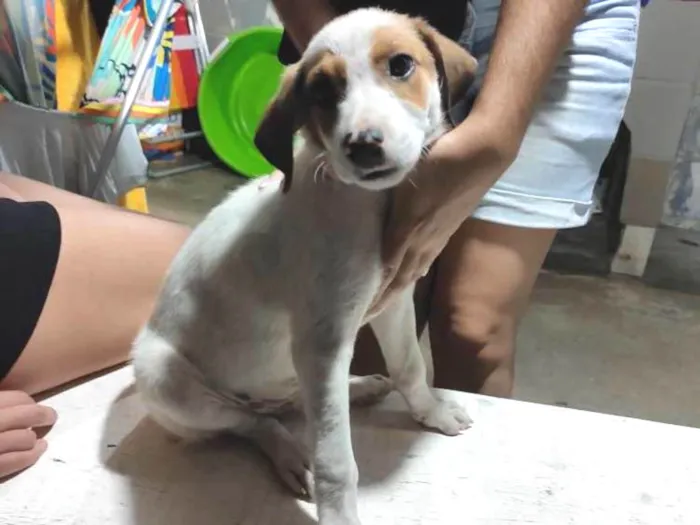 Cachorro ra a sem raça idade Abaixo de 2 meses nome sem nome