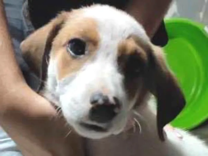Cachorro ra a sem raça idade Abaixo de 2 meses nome sem nome