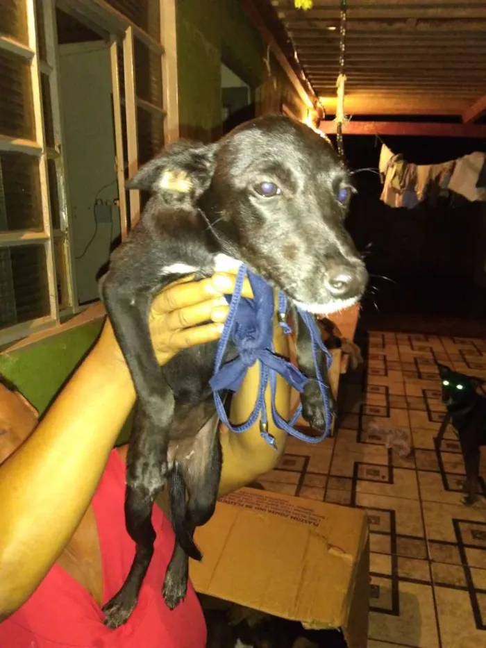 Cachorro ra a Salsicha, viralata idade 7 a 11 meses nome Pretinho, neguinho, 