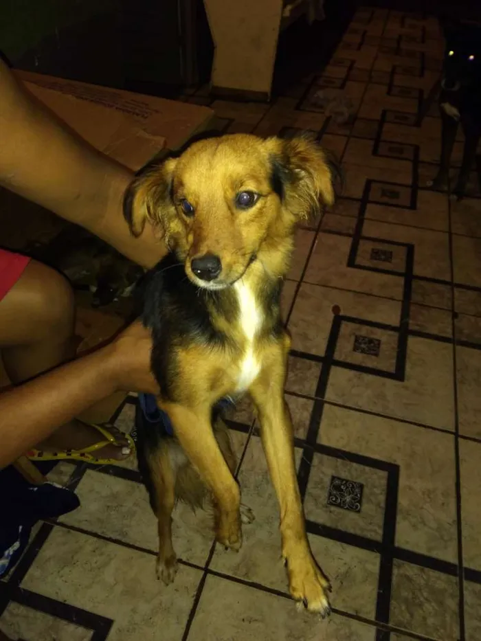 Cachorro ra a Salsicha, viralata idade 7 a 11 meses nome Pretinho, neguinho, 