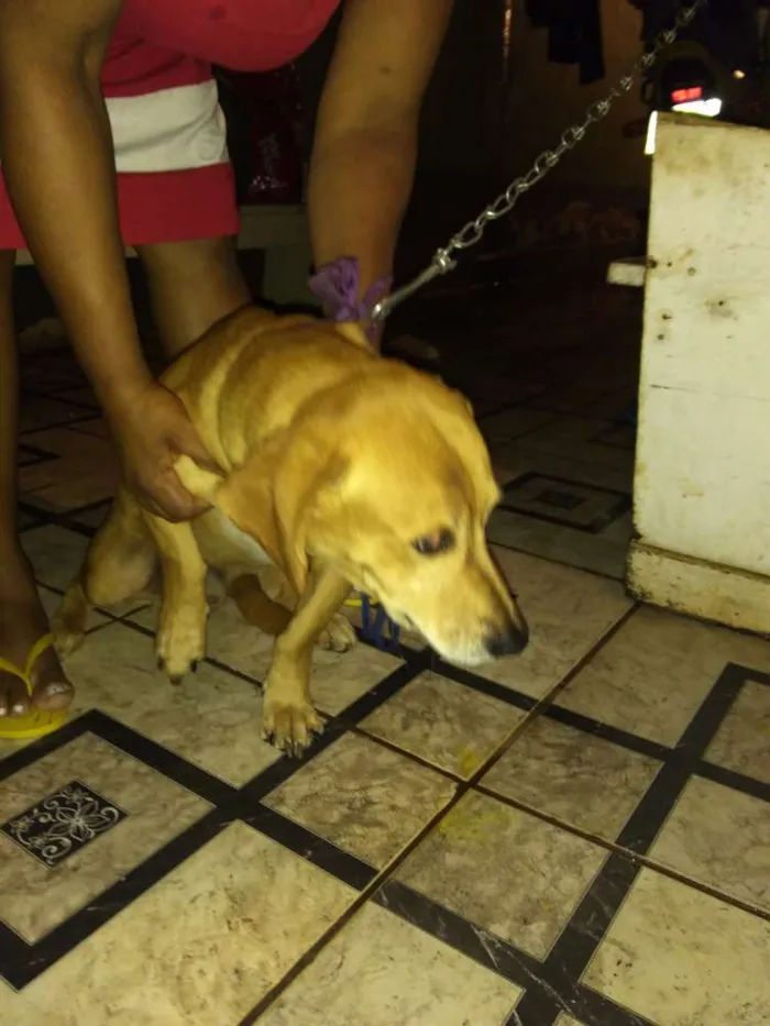 Cachorro ra a Salsicha, viralata idade 7 a 11 meses nome Pretinho, neguinho, 