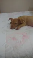 Bibi